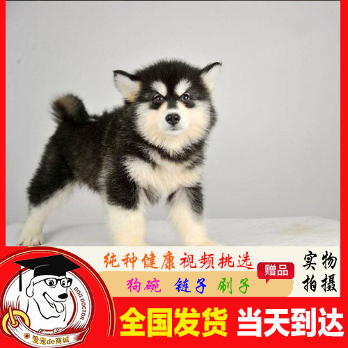 Alaska Dog Thoroughbred Puppies Suzhou Race Class Alaska Malamute Pets living thing Alaska A3in the Pet/Pet food and supplies , Dogs category - from Buy2taobao.com to provide professional Taobao agent buy service