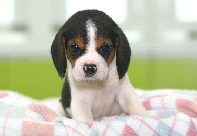 纯种比格犬活体幼犬 纯种比格犬/米格鲁猎兔犬 福州宠物狗狗O3|msdalam kategori haiwan peliharaan/makanan haiwan dan bekalan, anjing - dari Buy2taobao.com untuk memberikan perkhidmatan ejen Taobao profesional membeli