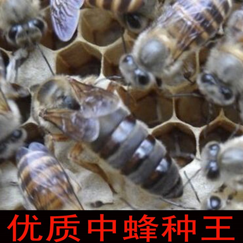 蜂王活体 中蜂蜂王 双色王 种蜂王 阿坝蜂王活体 新开产王处女王|msdalam kategori haiwan peliharaan/makanan haiwan dan bekalan, haiwan kesayangan yang lain, haiwan kesayangan yang lain - dari Buy2taobao.com untuk memberikan perkhidmatan ejen Taobao profesional membeli