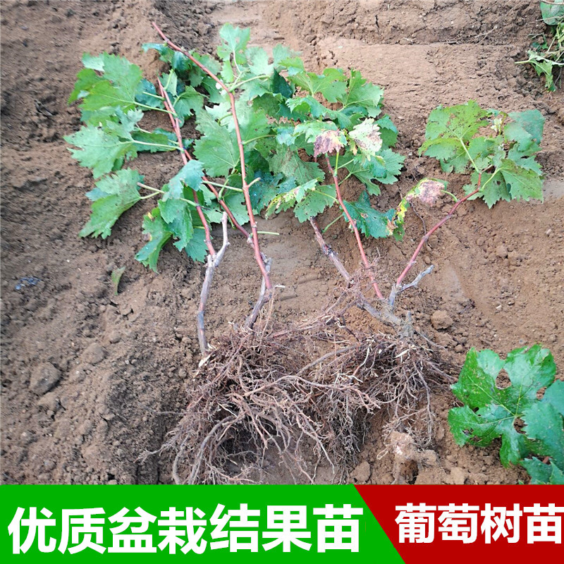 南北方种植新品种 女巫指葡萄苗 葡萄树苗金手指夏黑葡萄当年结果在类目 鲜花速递/花卉仿真/绿植园艺, 花园植物/行道树/果树, 果树中 - 来自Buy2taobao.com提供专业的淘宝代购服务