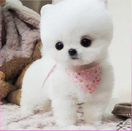 纯种博美幼犬茶杯犬长不大迷你袖珍俊介小型犬宠物狗狗活体家养在类目 宠物/宠物食品及用品, 宠物生活服务, 宠物训练中 - 来自Buy2taobao.com提供专业的淘宝代购服务