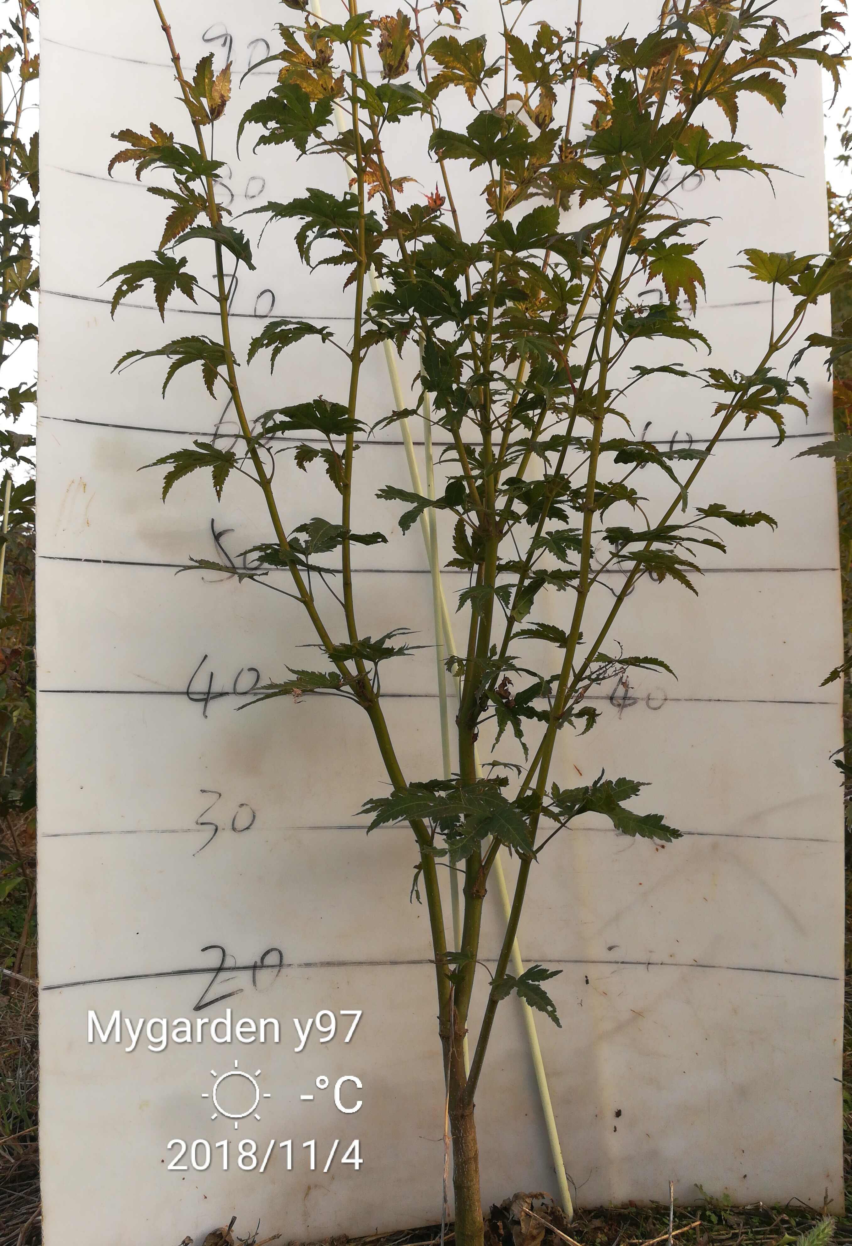 约旦2在类目 鲜花速递/花卉仿真/绿植园艺, 花园植物/行道树/果树, 观叶 /花灌木中 - 来自Buy2taobao.com提供专业的淘宝代购服务