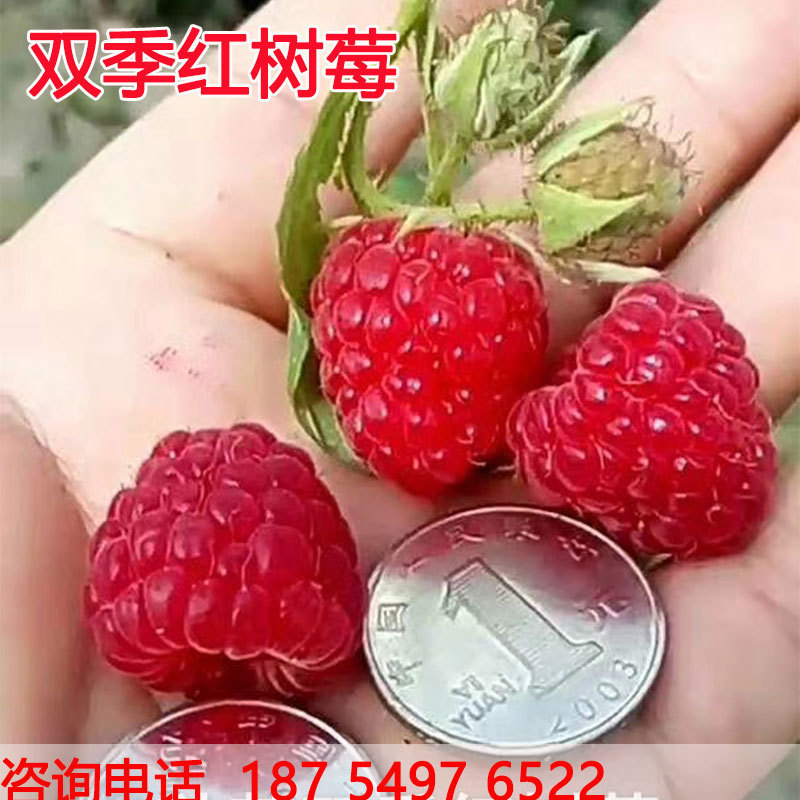 野生双季树莓覆盆子树莓苗黑红树莓苗南方北方地栽盆栽莓子果树苗在类目 鲜花速递/花卉仿真/绿植园艺, 花园植物/行道树/果树, 果树中 - 来自Buy2taobao.com提供专业的淘宝代购服务