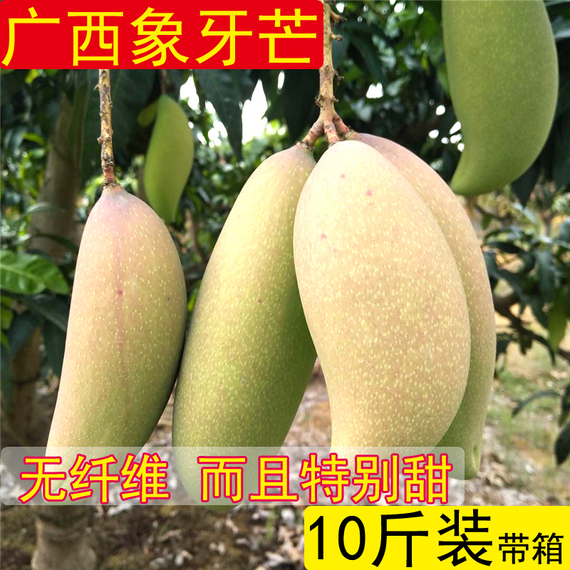 广西百色芒果新鲜包邮10斤带箱树上熟象牙芒鹰嘴芒小腰芒孕妇水果|msdalam kategori daging perikanan/Buah-buahan segar dan sayur-sayuran/dimasak, buah-buahan segar, Mango - dari Buy2taobao.com untuk memberikan perkhidmatan ejen Taobao profesional membeli