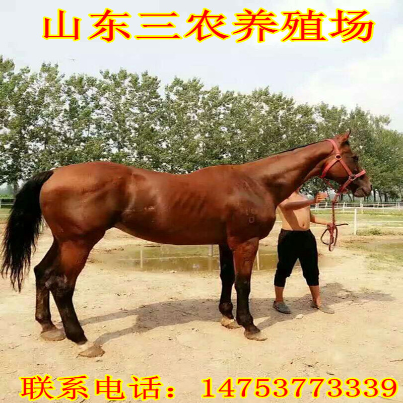 Horses living thing Horse Sell Horses How many? pony ride . living thing largein the Pet/Pet food and supplies , Equine and supplies , Horse category - from Buy2taobao.com to provide professional Taobao agent buy service
