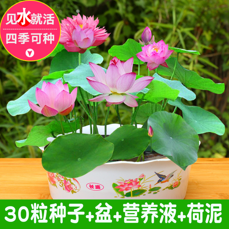 碗蓮水培植物花種四季室內開花不斷水養睡蓮荷花種子蓮花種籽盆栽在類目 鮮花速遞/花卉仿真/綠植園藝, 花卉/蔬果/草坪種子(新), 家庭園藝種子中 - 來自Buy2taobao.com提供專業的淘寶代購服務
