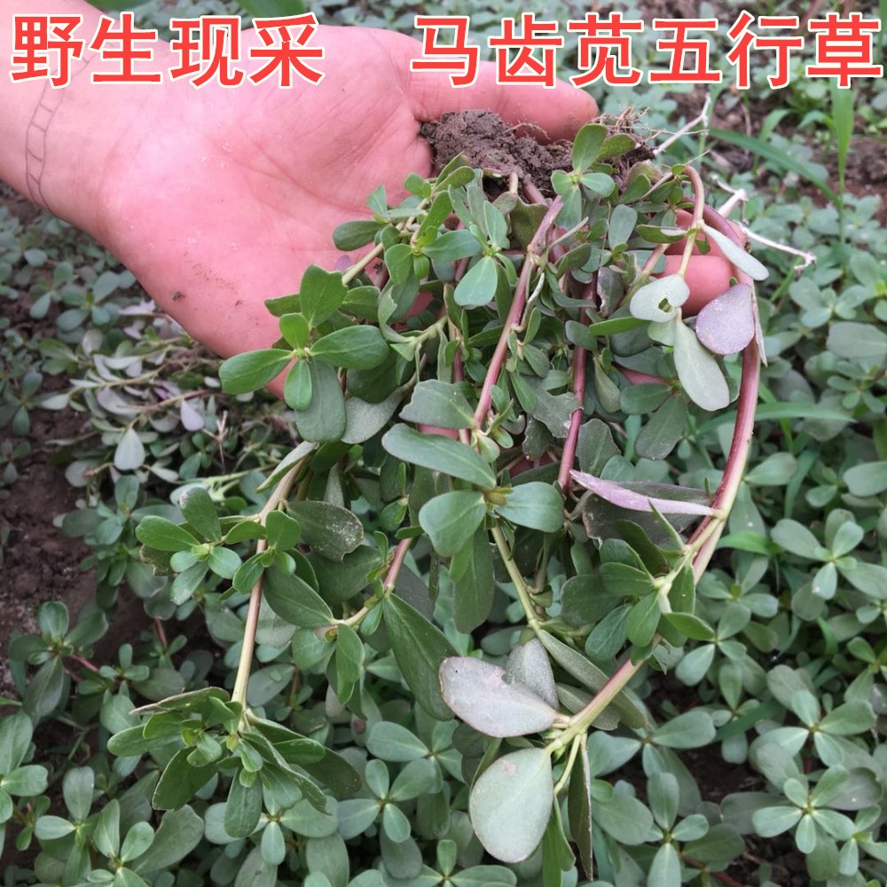 新鲜野生马齿苋蚂蚱菜 马齿菜长寿菜马齿笕马蜂菜五行草3斤包邮在类目 水产肉类/新鲜蔬果/熟食, 新鲜蔬菜/蔬菜制品, 新鲜蔬菜, 其它中 - 来自Buy2taobao.com提供专业的淘宝代购服务