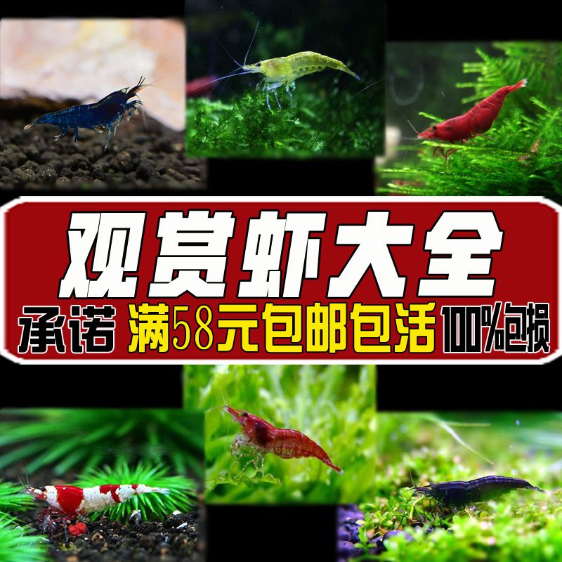 观赏虾活体工具虾除藻虾樱花虾极火虾蓝虾水晶虾宠物金条虾黑壳虾|ruв категории Цифровые аксессуары, электронные книги аксессуары, электрический бумажные книги линий данных - от Buy2taobao.com для оказания профессиональной услуги покупки агента Taobao