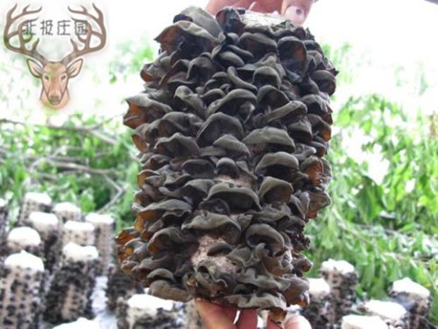 黑木耳秋耳高寒地带木耳肉厚小耳地栽木耳冷极生态木耳50克在类目 粮油米面/南北干货/调味品, 南北干货/肉类干货, 干货/土特产, 黑木耳中 - 来自Buy2taobao.com提供专业的淘宝代购服务