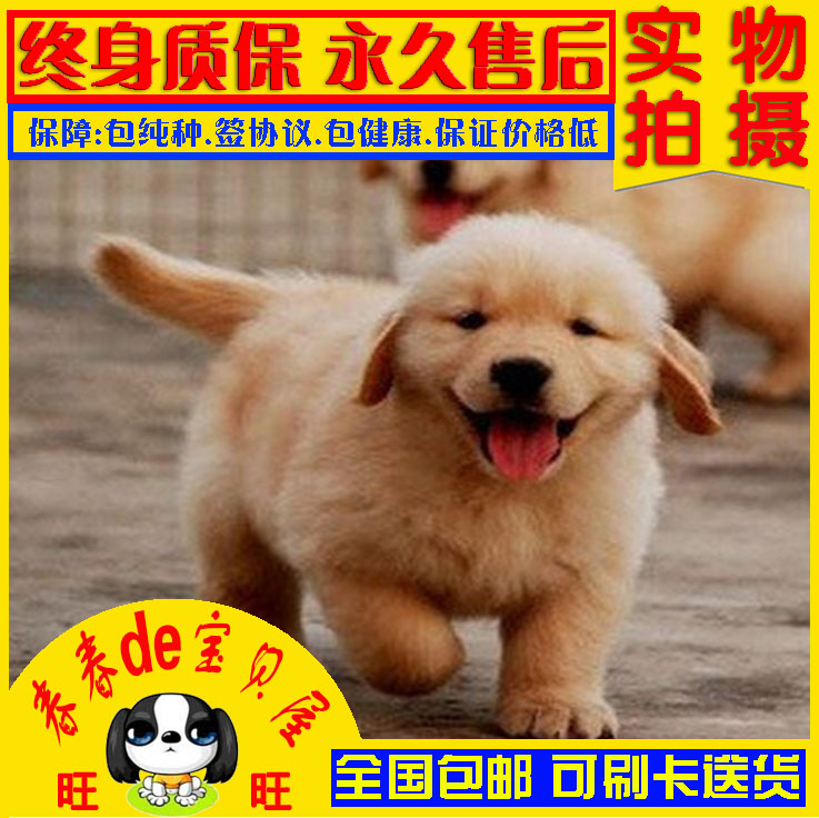 长沙金毛狗狗/长沙金毛幼犬 金毛寻回犬 宠物犬舍狗狗 长沙大型犬|msdalam kategori haiwan peliharaan/makanan haiwan dan bekalan, anjing - dari Buy2taobao.com untuk memberikan perkhidmatan ejen Taobao profesional membeli