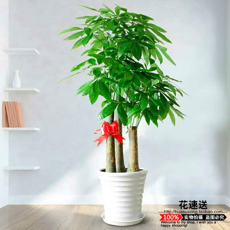 步步高大发财树办公室内大型花卉盆栽盆景合肥开业乔迁送礼植物在类目 鲜花速递/花卉仿真/绿植园艺, 花卉/绿植盆栽(新), 大型绿植/成品组合盆栽中 - 来自Buy2taobao.com提供专业的淘宝代购服务