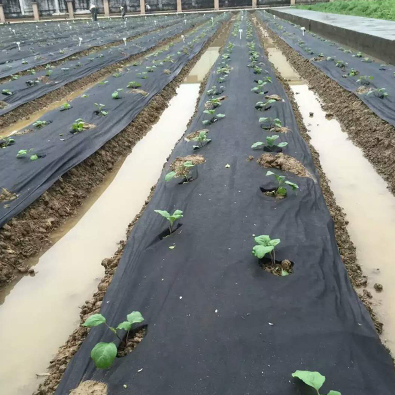 农用抗老化园艺地布防草地布除草垫布果园除草布膜土工布膜可定制在类目 鲜花速递/花卉仿真/绿植园艺, 园艺用品, 其它园艺用品中 - 来自Buy2taobao.com提供专业的淘宝代购服务
