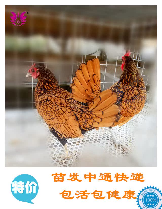 红黑花纹孵化鸡种蛋观赏鸡矮脚鸡宠物鸡苗包邮可波兰受精蛋活体|msdalam kategori haiwan peliharaan/makanan haiwan dan bekalan, haiwan kesayangan yang lain, haiwan kesayangan yang lain - dari Buy2taobao.com untuk memberikan perkhidmatan ejen Taobao profesional membeli