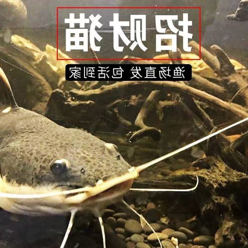 Fortune cat Paparazzi whale Catfish Underlying Ornamental fish Tropical living thing large Ichthyosaur Goldfishin the Pet/Pet food and supplies , Aqua World , Fish category - from Buy2taobao.com to provide professional Taobao agent buy service