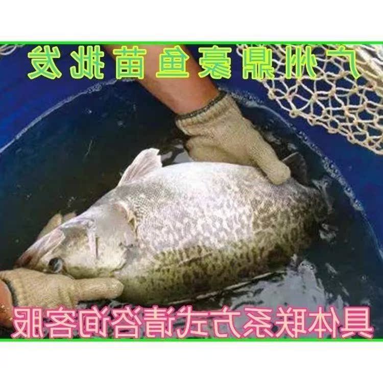 桂花鱼苗淡水养殖鳜鱼苗养殖桂花鱼苗季花鱼苗活体淡水鱼苗|ruв категории животное/Животное питание и принадлежностей, аквариум мира, рыба - от Buy2taobao.com для оказания профессиональной услуги покупки агента Taobao