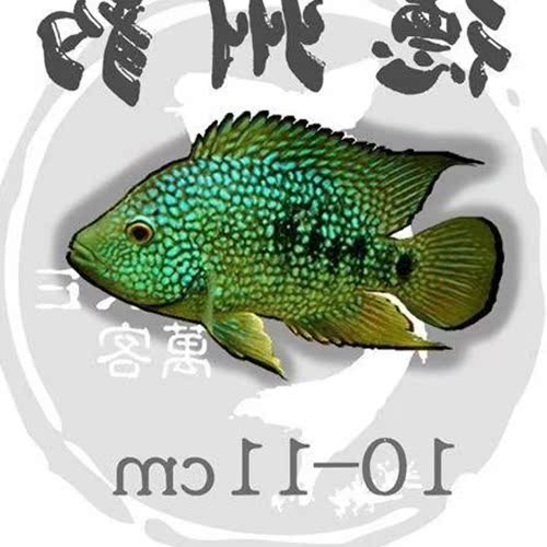 面鱼淡水赏鱼热带鱼红中大型蓝宝观尾鱼苗玉石鱼|ruв категории животное/Животное питание и принадлежностей, аквариум мира, рыба - от Buy2taobao.com для оказания профессиональной услуги покупки агента Taobao