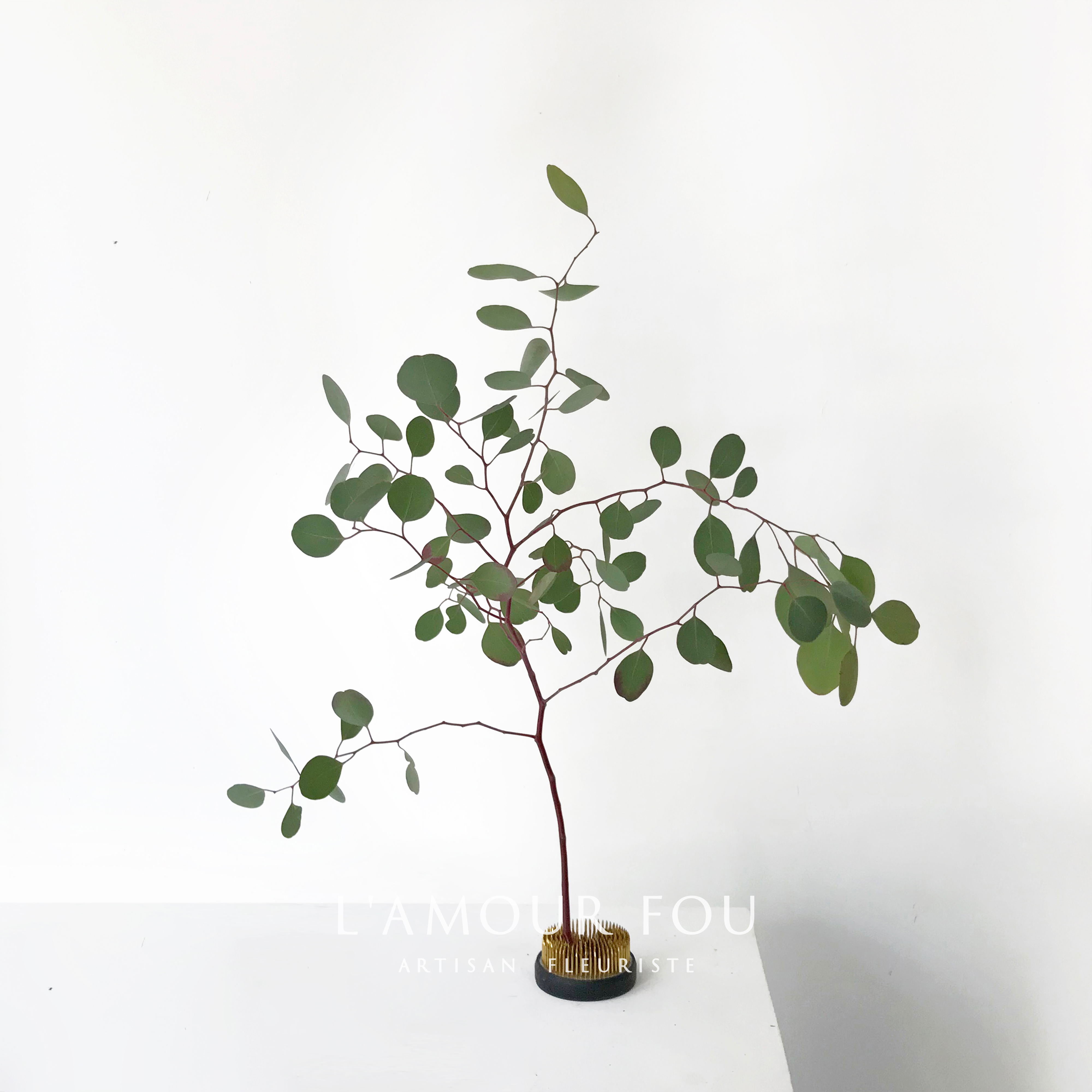 进口红色绿色尤加利叶尖叶带果 圆叶尤加利 鲜切花 叶材花在类目 鲜花速递/花卉仿真/绿植园艺, 花卉/绿植盆栽(新), 花卉中 - 来自Buy2taobao.com提供专业的淘宝代购服务