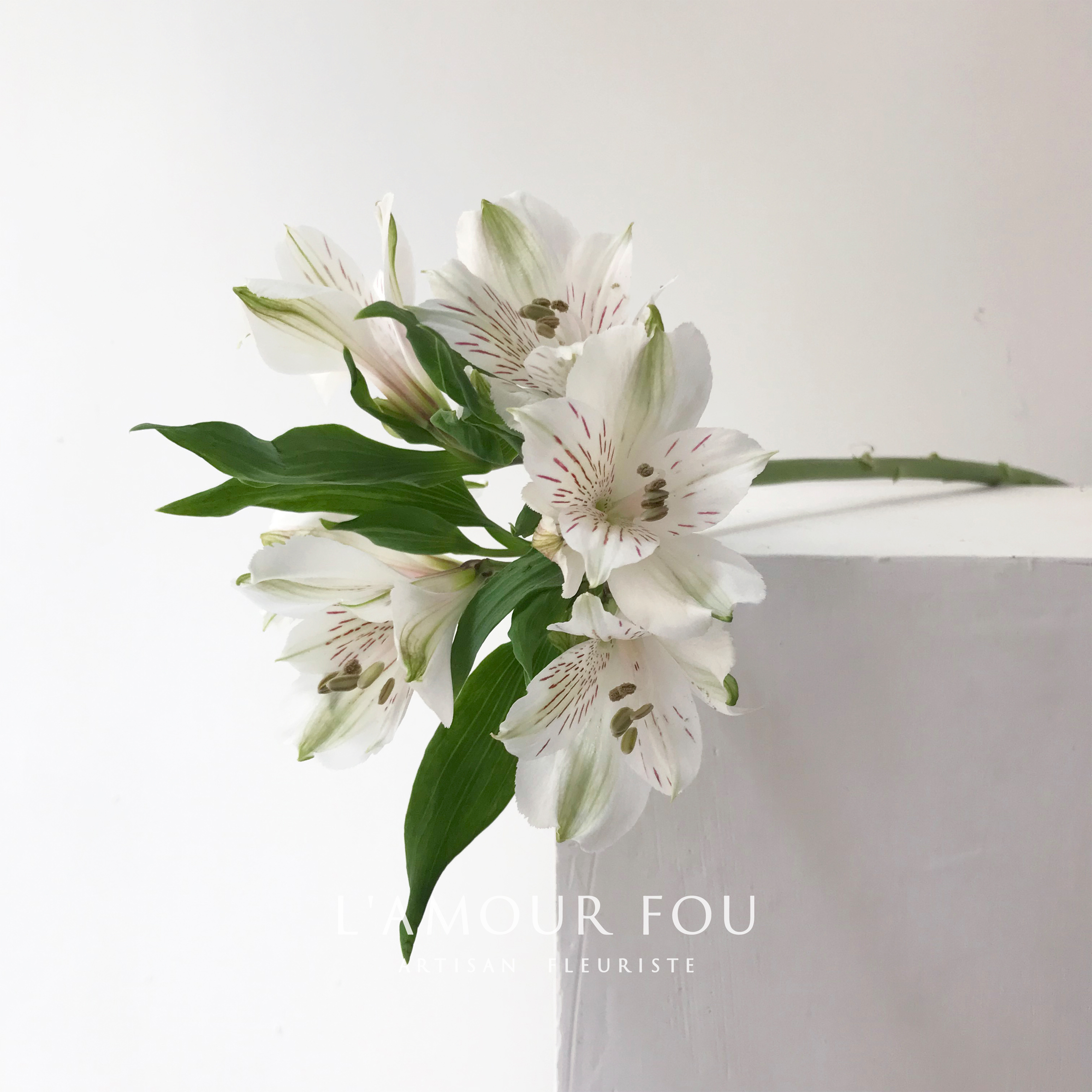 Columbia Lily Six flowers white Pink Multicolor Fresh Cut Flowers 5 loadingin the Flower delivery/Flowers simulation/Plants gardening , Flowers/Potted plants (New) , Flowers category - from Buy2taobao.com to provide professional Taobao agent buy service