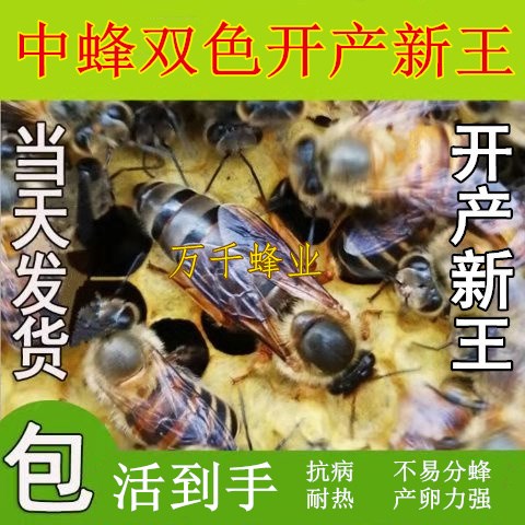 中蜂阿坝开产王双色王蜜蜂群黑王笼蜂群产卵处女王土蜂群红环蜂王|msdalam kategori haiwan peliharaan/makanan haiwan dan bekalan, haiwan kesayangan yang lain, haiwan kesayangan yang lain - dari Buy2taobao.com untuk memberikan perkhidmatan ejen Taobao profesional membeli