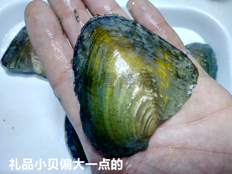 实拍正品DIY现开现取天然淡水珍珠单珠蚌壳低价卖活体蚌壳礼品蚌|msdalam kategori barang kemas/berlian/Emerald/emas, mutiara asli (baru), lain - dari Buy2taobao.com untuk memberikan perkhidmatan ejen Taobao profesional membeli