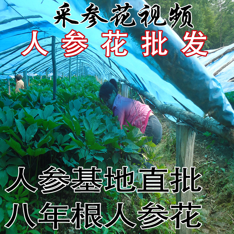 Savage Shen Hua New garden Shen Hua 500g69 elementin the Traditional nourishing food , Ginseng tonic , Ginseng/Garden ginseng category - from Buy2taobao.com to provide professional Taobao agent buy service