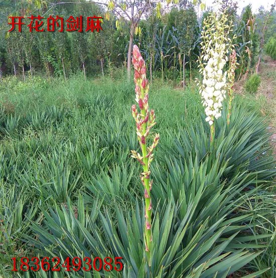 盆栽花卉剑麻丝兰灯笼花软绿篱篱笆墙防护绿植四季常青耐寒绿化在类目 鲜花速递/花卉仿真/绿植园艺, 花园植物/行道树/果树, 观叶 /花灌木中 - 来自Buy2taobao.com提供专业的淘宝代购服务