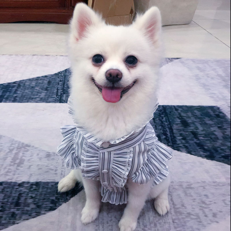 母狗春夏季衬衣泰迪比熊博美小中大型犬宠物衣服狗狗薄款衬衫夏天在类目 宠物/宠物食品及用品, 宠物服饰及配件, 宠物服装/雨衣中 - 来自Buy2taobao.com提供专业的淘宝代购服务
