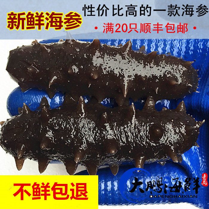 海参即食海参单个装野生小海参辽参刺参青岛海鲜水产鲜活包邮在类目 水产肉类/新鲜蔬果/熟食, 海鲜/水产品/制品, 海参中 - 来自Buy2taobao.com提供专业的淘宝代购服务
