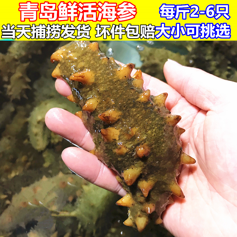 海參鮮活野生海參活體新鮮刺參海鮮非即食海參水産500g滿3斤包郵在類目 水產肉類/新鮮蔬果/熟食, 海鮮/水產品/製品, 海蔘中 - 來自Buy2taobao.com提供專業的淘寶代購服務