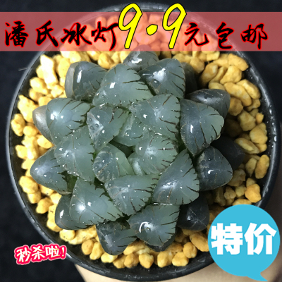 十二卷属冰灯玉露 9.9元包邮 玉露多肉植物潘灯楼兰赤线盆栽