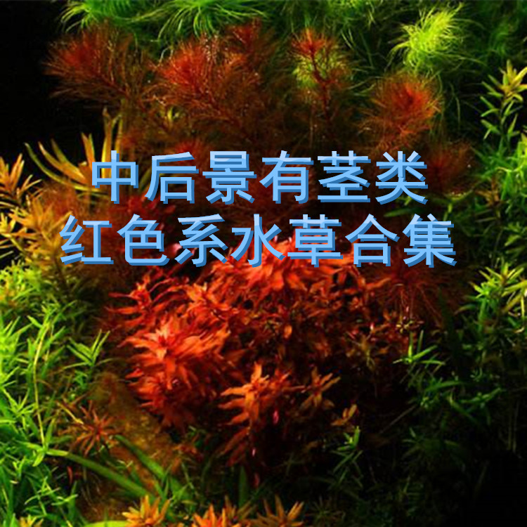 水草 中后景 水下叶夕烧红宫廷红雨伞红蝴蝶红唇丁香紫百叶古巴|ruв категории животное/Животное питание и принадлежностей, аквариум мира, аквариум аквариум оборудования и т.д., тростник - от Buy2taobao.com для оказания профессиональной услуги покупки агента Taobao