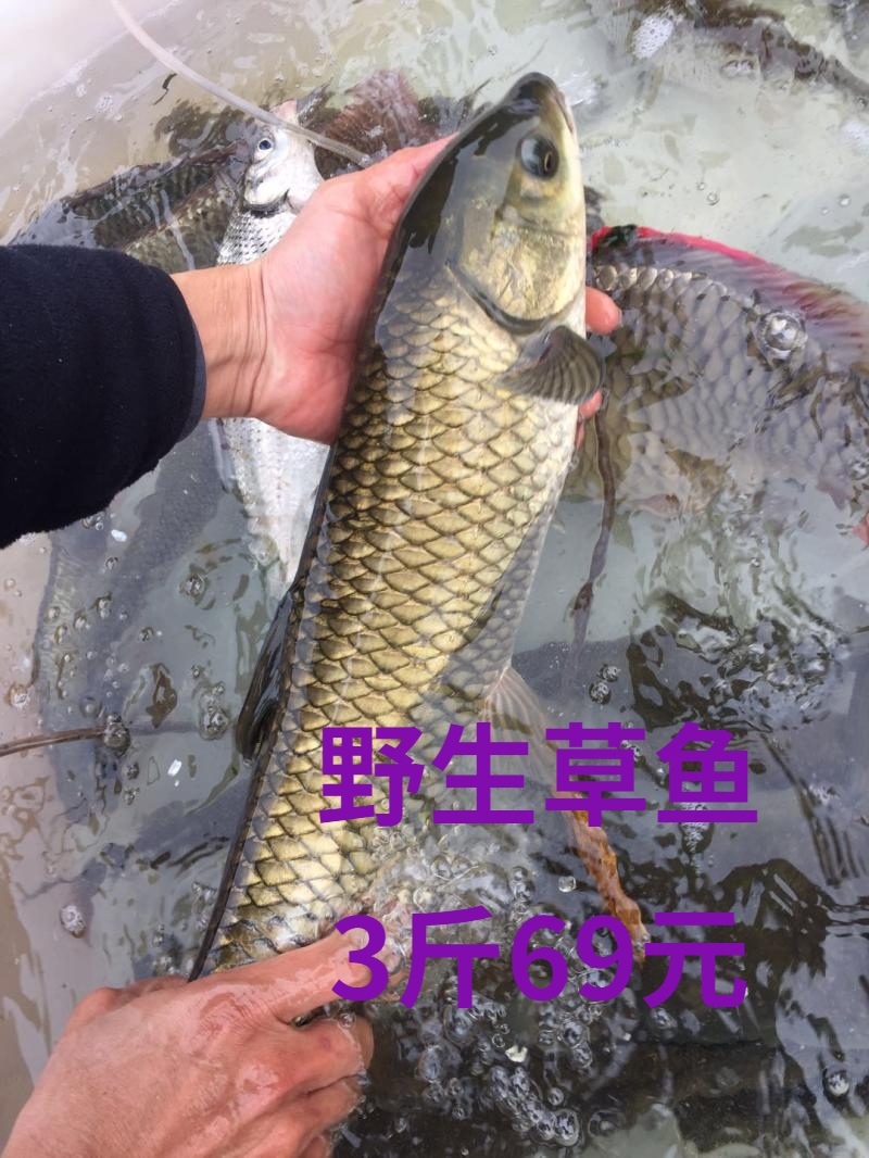 野生草鱼 河鱼 鲩鱼 草鲩 河鲩 淡水鱼 无污染 野生河鲜 3斤69元|ruв категории водной мясо/свежие фрукты и овощи/еда, морепродукты/водные продукты/изделия, пресноводные рыбы - от Buy2taobao.com для оказания профессиональной услуги покупки агента Taobao
