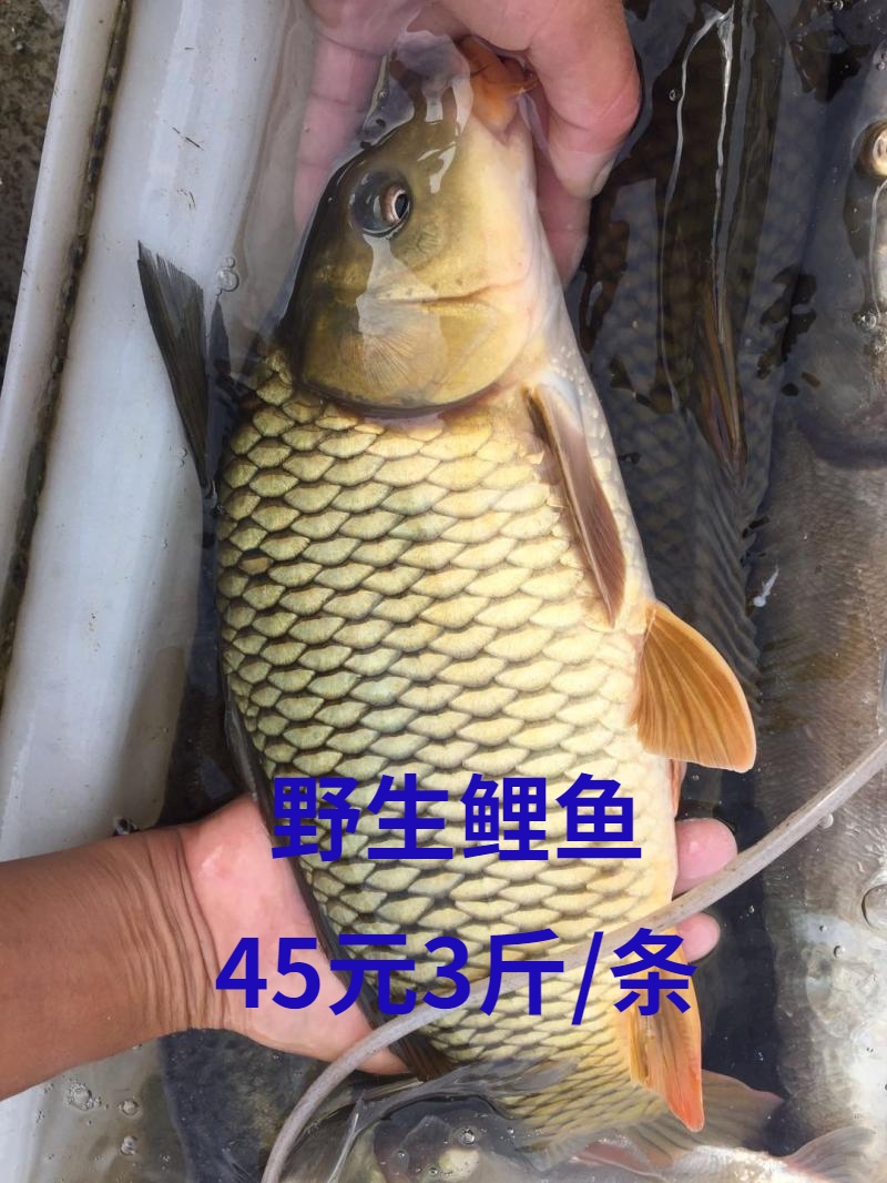 Dongjiang, Heyuan Carp River fish Freshwater fishes Carp fresh The month Soup 3 pounds 45 element New Fengjiang River Fishin the Aquatic meat/Fresh fruits and vegetables/Cooked , Seafood/Aquatic/Product , Freshwater Fish category - from Buy2taobao.com to provide professional Taobao agent buy service