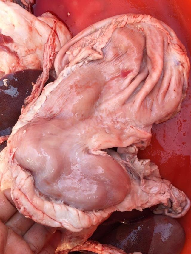Fresh pork tripe Chicken with pig tripe Pork belly It's delicious and tonic. Chitterling Sell Farm simple cleanin the Aquatic meat/Fresh fruits and vegetables/Cooked , Raw meat/Meat , Pork , Other category - from Buy2taobao.com to provide professional Taobao agent buy service