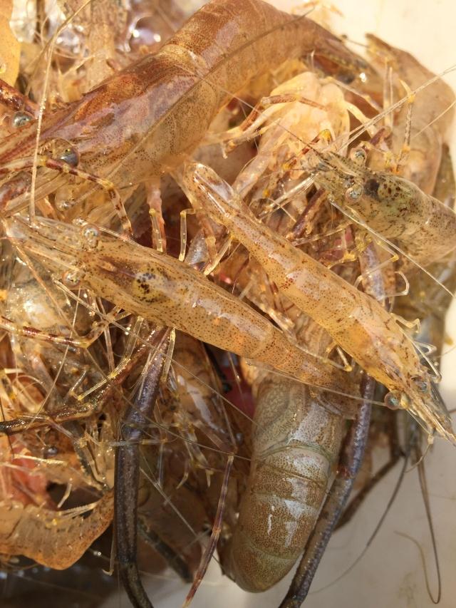 河源东江河鲜 河虾 新鲜小河虾 活虾 特价促销 顺丰 产妇送礼生态在类目 水产肉类/新鲜蔬果/熟食, 海鲜/水产品/制品, 虾类, 活虾中 - 来自Buy2taobao.com提供专业的淘宝代购服务
