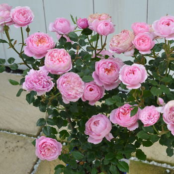 岁月静好月季园欧月 微月 铃之妖精 超级强荐品