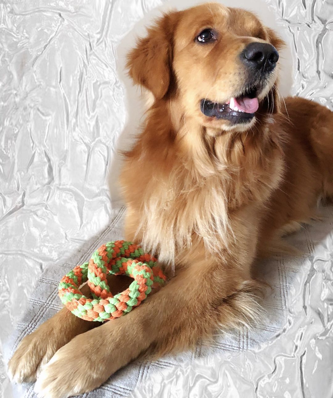 Pure cotton 8 Knot Big Dog Toys Pets Knot Toys Tug of War interaction Golden Retriever Molar Toothpaste pure cottonin the Pet/Pet food and supplies , Cat/Dog Toys , Sound toys category - from Buy2taobao.com to provide professional Taobao agent buy service