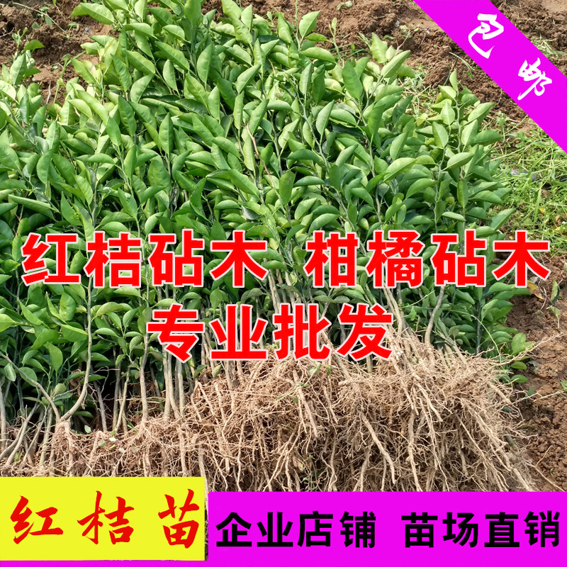 正宗四川红桔苗红橘苗红桔实生苗嫁接柑桔用的砧木耙耙柑砧木沃柑|ruв категории доставка цветов/цветок моделирования/растения садоводства, садовое растение/даосское дерево/фруктовых деревьев, фруктовых деревьев - от Buy2taobao.com для оказания профессиональной услуги покупки агента Taobao