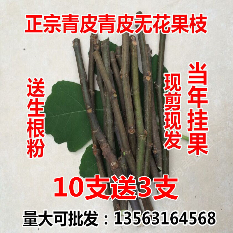 山东威海青皮新鲜无花果扦插枝条树枝非叶子根须现剪现发包邮|msdalam kategori daging perikanan/Buah-buahan segar dan sayur-sayuran/dimasak, buah-buahan segar, lain - dari Buy2taobao.com untuk memberikan perkhidmatan ejen Taobao profesional membeli