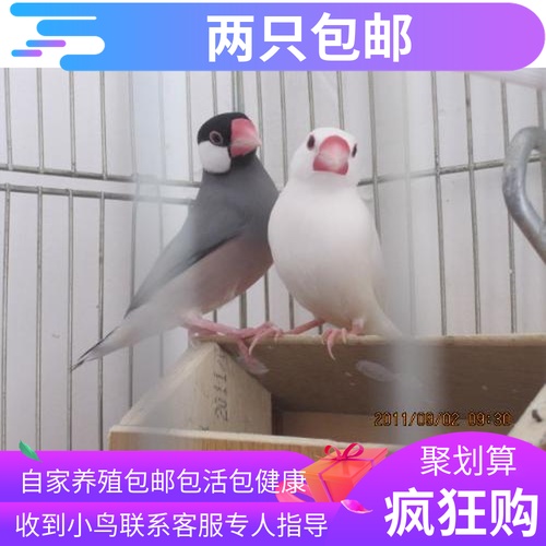 文鸟活体 白文鸟灰文鸟宠物鸟 热卖 幼雏鸟观赏鸟自家繁殖|msdalam kategori haiwan peliharaan/makanan haiwan dan bekalan, Burung dan bekalan, burung - dari Buy2taobao.com untuk memberikan perkhidmatan ejen Taobao profesional membeli