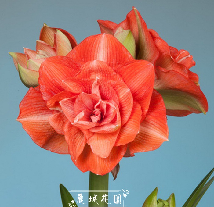 预订-11月底【贝尼托】荷兰进口朱顶红种球/多年生球根花卉G300|msdalam kategori penghantaran bunga/bunga simulasi/tumbuhan berkebun, bunga/Buah-buahan dan sayur-sayuran/benih rumput (baru), mentol - dari Buy2taobao.com untuk memberikan perkhidmatan ejen Taobao profesional membeli