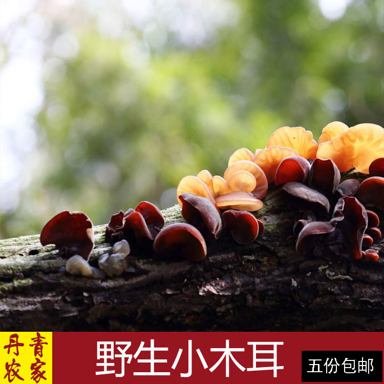 深山野生小木耳 湖南土特産通道黑木耳細木耳雲耳 無腳免摘幹貨在類目 糧油米麪/南北乾貨/調味品, 南北乾貨/肉類乾貨, 乾貨/土特產, 黑木耳中 - 來自Buy2taobao.com提供專業的淘寶代購服務