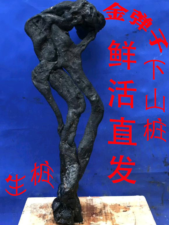 重庆四川金单弹子练手桩野生老桩黑塔子公桩母桩生桩熟桩盆景包邮在类目 鲜花速递/花卉仿真/绿植园艺, 花卉/绿植盆栽(新), 大型绿植/成品组合盆栽中 - 来自Buy2taobao.com提供专业的淘宝代购服务