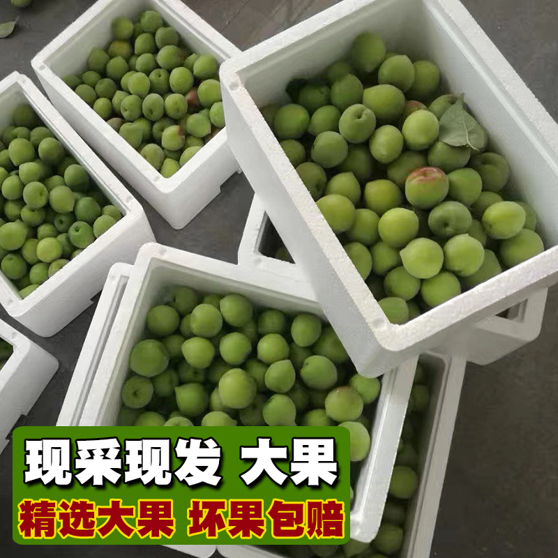 高山新鲜青梅果泡酒无糖现摘孕妇应季鲜水果酵素散装酸话梅子5斤在类目 水产肉类/新鲜蔬果/熟食, 新鲜水果, 其它中 - 来自Buy2taobao.com提供专业的淘宝代购服务