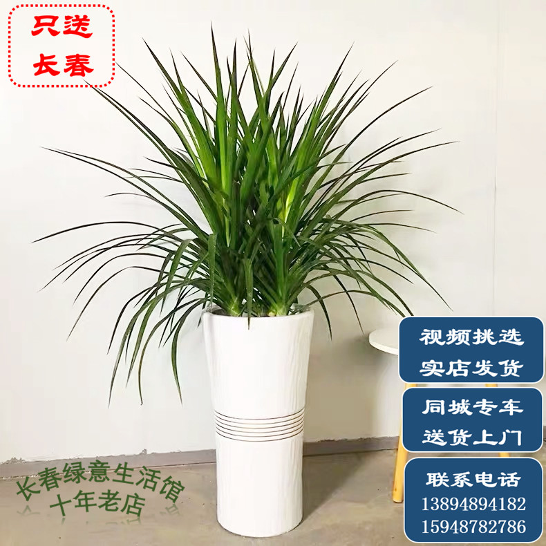 长春龙须树室内净化空气吸甲醛美观绿植花卉盆栽同城送货|msdalam kategori penghantaran bunga/bunga simulasi/tumbuhan berkebun, bunga/Tumbuh-tumbuhan tumbuh-tumbuhan pasu (baru), tumbuh-tumbuhan hijau - dari Buy2taobao.com untuk memberikan perkhidmatan ejen Taobao profesional membeli