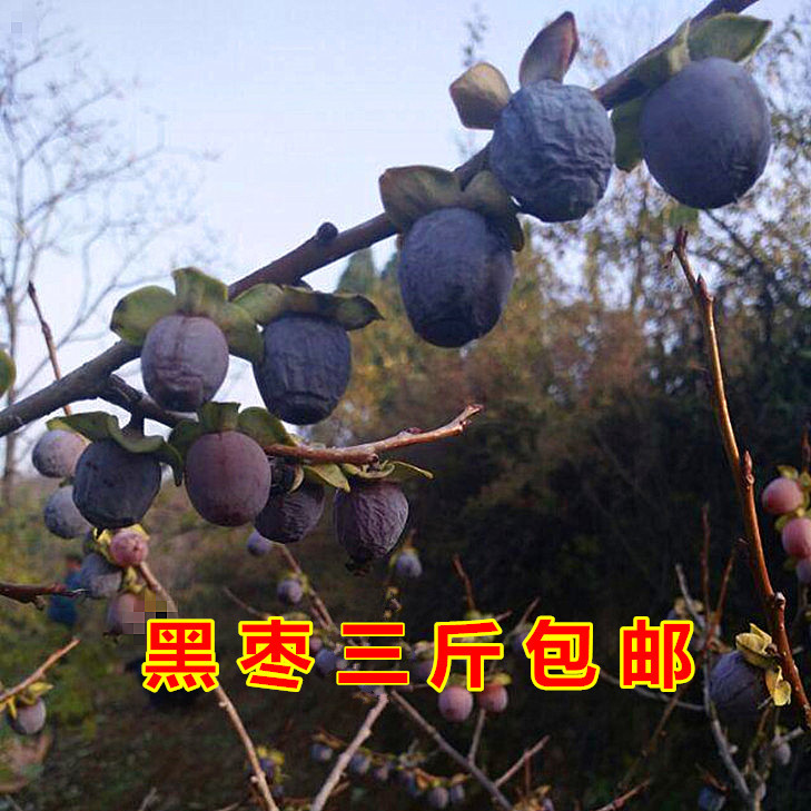 new goods wild Prune Diospyros lotus Seedless Prune Shanxi specialty Arguta Persimmon Special Offerin the Aquatic meat/Fresh fruits and vegetables/Cooked , Fresh fruit , Jujube  category - from Buy2taobao.com to provide professional Taobao agent buy service