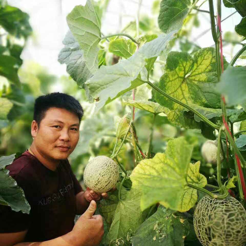 玫珑蜜瓜 三亚新鲜水果 现摘现发 京东包邮在类目 水产肉类/新鲜蔬果/熟食, 新鲜水果, 其它中 - 来自Buy2taobao.com提供专业的淘宝代购服务