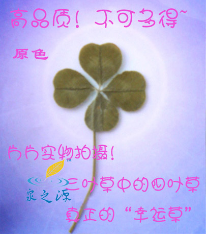 natural wild Countryside Clover specimen Material object shot Girlfriend Unburden Witness love gift Lucky cloverin the Flower delivery/Flowers simulation/Plants gardening , Creative mini-plant category - from Buy2taobao.com to provide professional Taobao agent buy service
