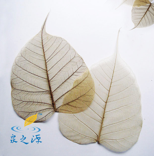 A級L菩提葉脈古典繪畫材料智慧葉佛教吉祥物天然田園標本裝飾品在類目 鮮花速遞/花卉仿真/綠植園藝, 仿真花/綠植/蔬果成品(新), 仿真綠植中 - 來自Buy2taobao.com提供專業的淘寶代購服務