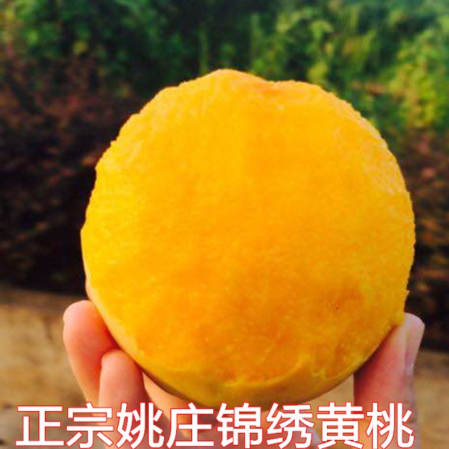whole country Home Orchard Orthodox school Yao Zhuang Fairview Peach fresh fruit Single fruit 5 Net weight 6 poundsin the Aquatic meat/Fresh fruits and vegetables/Cooked , Fresh fruit , Peach category - from Buy2taobao.com to provide professional Taobao agent buy service